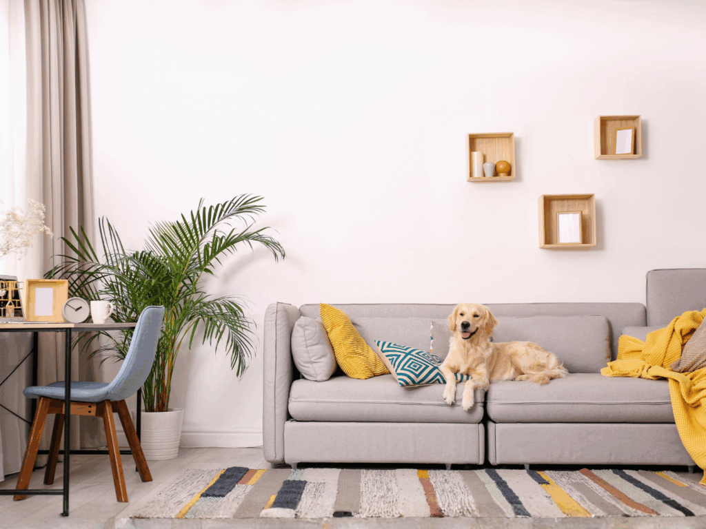a cute dog in his home purchased by his owners after they learned more about debt to income ratios